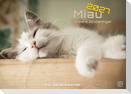 Miau - Unsere Stubentiger - Der Katzenkalender - 2027 - Kalender DIN A2