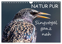 NATUR PUR - Singvögel ganz nah (Wandkalender 2024 DIN A4 quer), CALVENDO Monatskalender