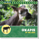 Okapis in the Wild