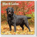 Black Labrador Retriever - Schwarze Labrador Retriever 2027 - 16-Monatskalender