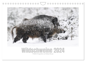 Breuer, Michael. Wildschweine ¿ Wildlife Fotografien (Wandkalender 2024 DIN A4 quer), CALVENDO Monatskalender - Eindrucksvolle Aufnahmen von Schwarzwild in freier Wildbahn. Calvendo, 2023.