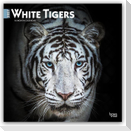 White Tigers - Weiße Tiger 2027 - 16-Monatskalender