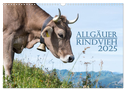 Allgäuer Rindvieh 2025 (Wandkalender 2025 DIN A3 quer), CALVENDO Monatskalender