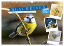 Gefiederte Gartengäste, Blaumeisen (Wandkalender 2024 DIN A3 quer), CALVENDO Monatskalender