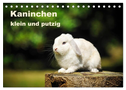 Kaninchen klein und putzig (Tischkalender 2024 DIN A5 quer), CALVENDO Monatskalender