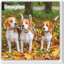 Beagles 2027 - 16-Monatskalender