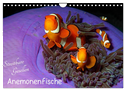 Anemonenfische - Streitbare Gesellen (Wandkalender 2024 DIN A4 quer), CALVENDO Monatskalender