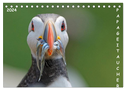 Papageitaucher (Tischkalender 2024 DIN A5 quer), CALVENDO Monatskalender