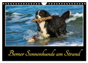 Berner Sennenhunde am Strand (Wandkalender 2024 DIN A4 quer), CALVENDO Monatskalender