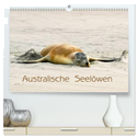 Australische Seelöwen (hochwertiger Premium Wandkalender 2025 DIN A2 quer), Kunstdruck in Hochglanz