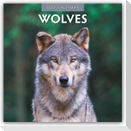 Wolves - Wölfe 2027 - 16-Monatskalender