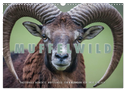 Emotionale Momente: Muffelwild. (Wandkalender 2024 DIN A3 quer), CALVENDO Monatskalender