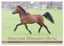 American Miniature Horse (Wandkalender 2025 DIN A4 quer), CALVENDO Monatskalender