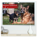 Deutscher Schäferhund - Welpen / CH-Version (hochwertiger Premium Wandkalender 2025 DIN A2 quer), Kunstdruck in Hochglanz