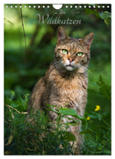 Wildkatzen - scheue Jäger (Wandkalender 2024 DIN A4 hoch), CALVENDO Monatskalender