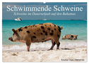 Schwimmende Schweine (Wandkalender 2025 DIN A2 quer), CALVENDO Monatskalender