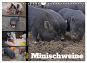 Faszination Minischweine (Wandkalender 2024 DIN A4 quer), CALVENDO Monatskalender