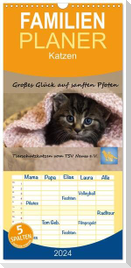 Familienplaner 2024 - Tierschutzkatzen vom TSV-Neuss - Großes Glück auf sanften Pfoten mit 5 Spalten (Wandkalender, 21 x 45 cm) CALVENDO