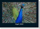 Vögel 2023 Fotokalender DIN A5