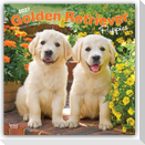 Golden Retriever Puppies - Golden Retriever Welpen 2027 - 16-Monatskalender