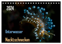Unterwasser - Nacktschnecken 2024 (Tischkalender 2024 DIN A5 quer), CALVENDO Monatskalender