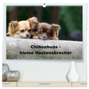 Chihuahuas - kleine Herzensbrecher (hochwertiger Premium Wandkalender 2024 DIN A2 quer), Kunstdruck in Hochglanz