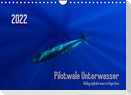 Pilotwale Unterwasser - Globicephala macrorhynchus (Wandkalender 2022 DIN A4 quer)