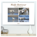 Weiße Retriever vergnügt am Strand (hochwertiger Premium Wandkalender 2025 DIN A2 quer), Kunstdruck in Hochglanz