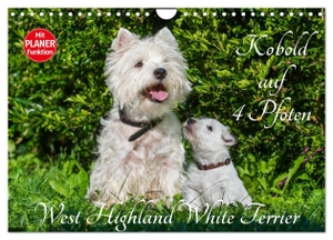 Starick, Sigrid. Kobold auf 4 Pfoten - West Highland White Terrier (Wandkalender 2024 DIN A4 quer), CALVENDO Monatskalender - West Highland White Terrier begleiten auf bezaubernden Fotos durch das Jahr. Calvendo, 2023.
