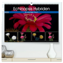 Echinopsis Hybriden. Ein stachliger Traum (hochwertiger Premium Wandkalender 2025 DIN A2 quer), Kunstdruck in Hochglanz