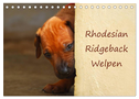 Rhodesian Ridgeback Welpen (Tischkalender 2025 DIN A5 quer), CALVENDO Monatskalender