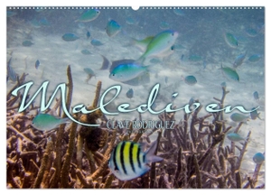 Rodriguez Photography, Clave. Unterwasserwelt der Malediven III (Wandkalender 2024 DIN A2 quer), CALVENDO Monatskalender - Die vielfältige und faszinierende Unterwasserwelt der Malediven.. Calvendo Verlag, 2023.