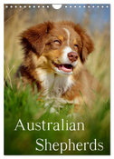 Australian Shepherds (Wandkalender 2025 DIN A4 hoch), CALVENDO Monatskalender