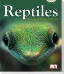 BC NF Red (KS2) B/5B Reptiles