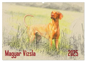 Magyar Vizsla 2025 (Wandkalender 2025 DIN A2 quer), CALVENDO Monatskalender