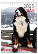 BÄR - Der Berner Sennenhund (Tischkalender 2025 DIN A5 hoch), CALVENDO Monatskalender