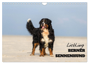 Liebling BERNER SENNENHUND (Wandkalender 2025 DIN A4 quer), CALVENDO Monatskalender