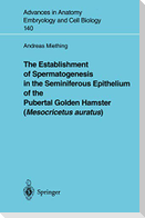 The Establishment of Spermatogenesis in the Seminiferous Epithelium of the Pubertal Golden Hamster (Mesocricetus auratus)
