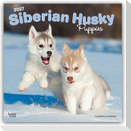 Siberian Husky Puppies - Siberian Husky Welpen 2027 - 16-Monatskalender