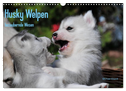 Husky Welpen (Wandkalender 2024 DIN A3 quer), CALVENDO Monatskalender