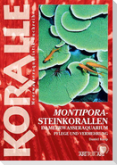 Montipora-Steinkorallen im Meerwasseraquarium