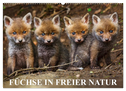 Füchse in freier Natur (Wandkalender 2024 DIN A2 quer), CALVENDO Monatskalender