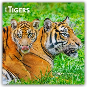 Publishers, Browntrout. Tigers - Tiger 2027 - 16-Monatskalender - Original BrownTrout-Kalender [Mehrsprachig] [Kalender]. Browntrout Verlags GmbH, 2026.