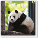 Pandas - Pandabären 2027 - 16-Monatskalender