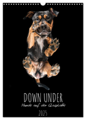 Down Under - Hunde auf der Glasplatte (Wandkalender 2025 DIN A3 hoch), CALVENDO Monatskalender