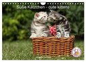 Süße Kätzchen - cute kittens (Wandkalender 2024 DIN A4 quer), CALVENDO Monatskalender