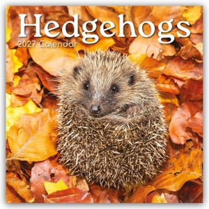 Gifted, The. Hedgehogs - Igel 2027 - 16-Monatskalender - Original The Gifted Stationery Co. Ltd [Mehrsprachig] [Kalender]. Browntrout Verlags GmbH, 2026.
