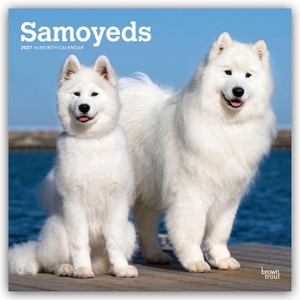 Publishers, Browntrout. Samoyeds - Samojede 2027 - 16-Monatskalender - Original BrownTrout-Kalender [Mehrsprachig] [Kalender]. Browntrout Verlags GmbH, 2026.