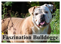 Faszination Bulldogge (Wandkalender 2024 DIN A2 quer), CALVENDO Monatskalender