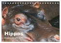 Hippos - Begegnungen in Afrika (Tischkalender 2024 DIN A5 quer), CALVENDO Monatskalender